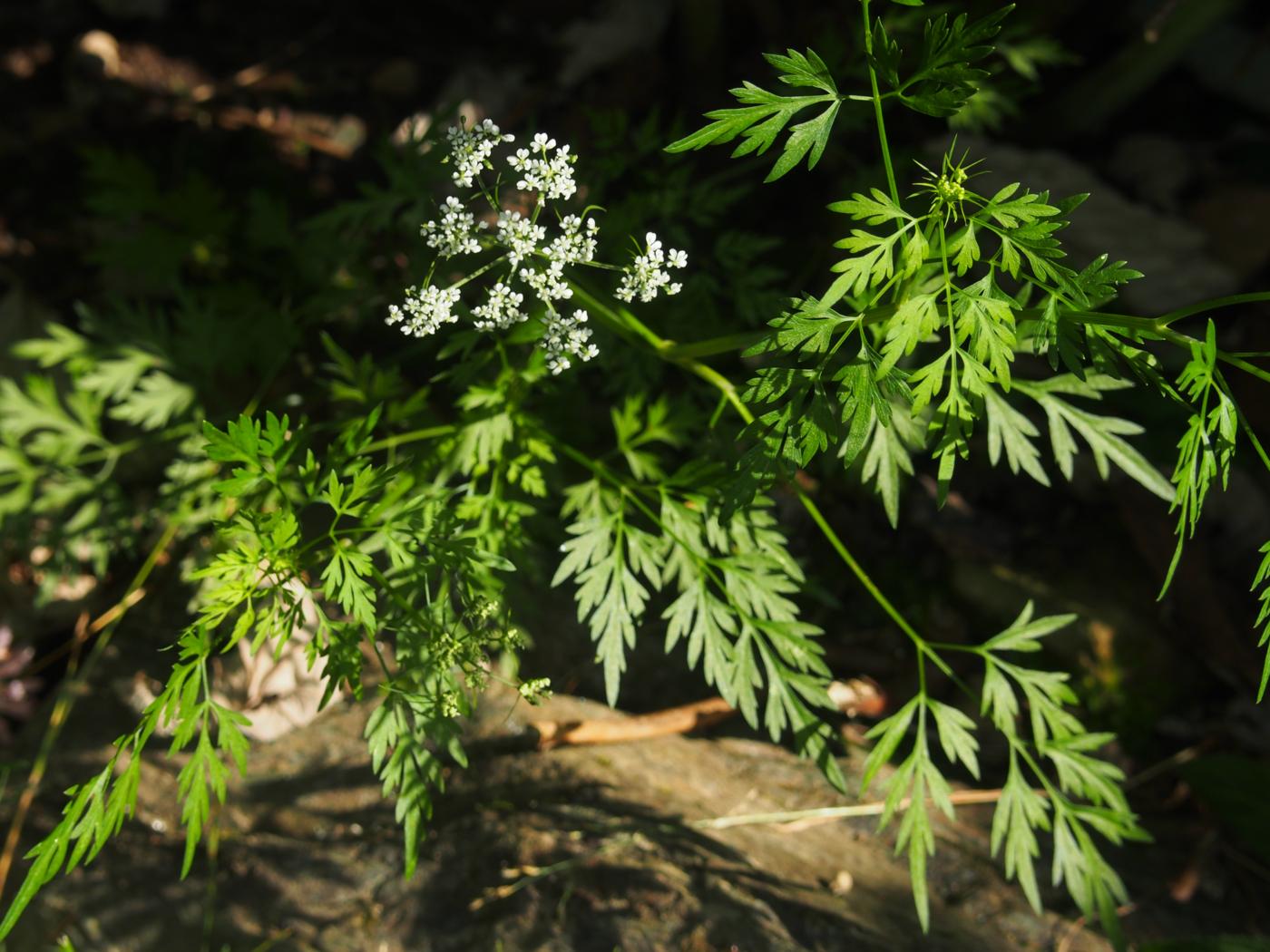 Fool's Parsley plant